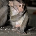 monkey_macaque_balinese_mf_ubud_v_0431_bal0432.jpg